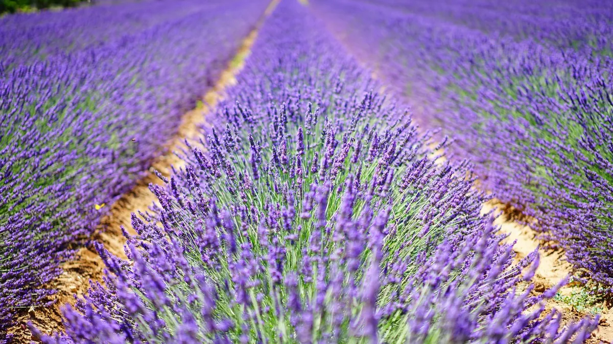 A beautiful and vibrant lavender field in Provence, perfect for natural landscape lovers.