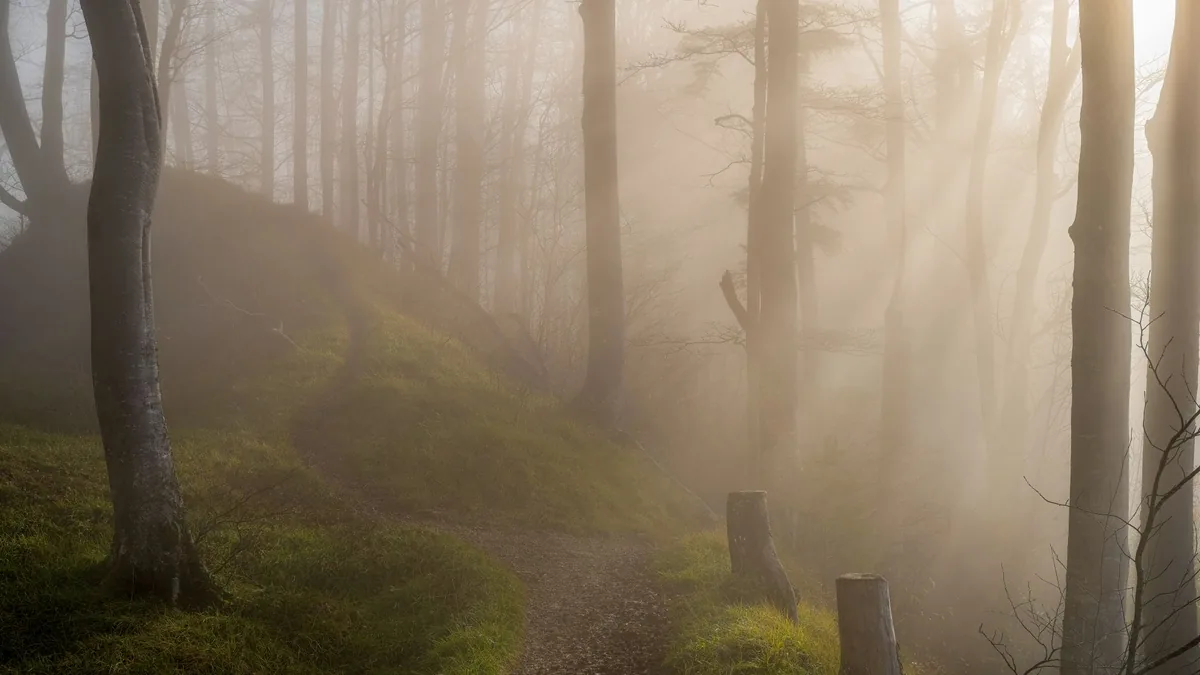 A serene forest path enveloped in morning mist with sunlight streaming through tall trees.