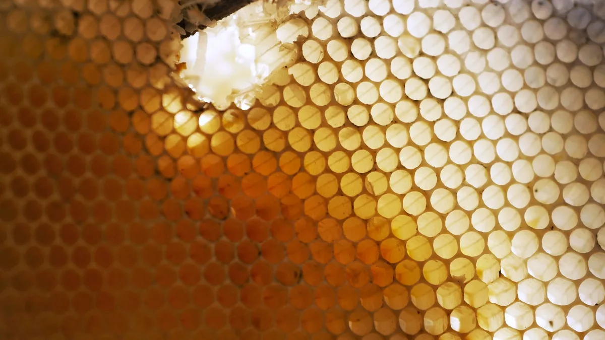 Detailed close-up of a honeycomb with light filtering through, highlighting hexagonal patterns.